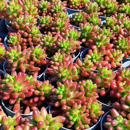 Sedum x rubrotinctum [2]
