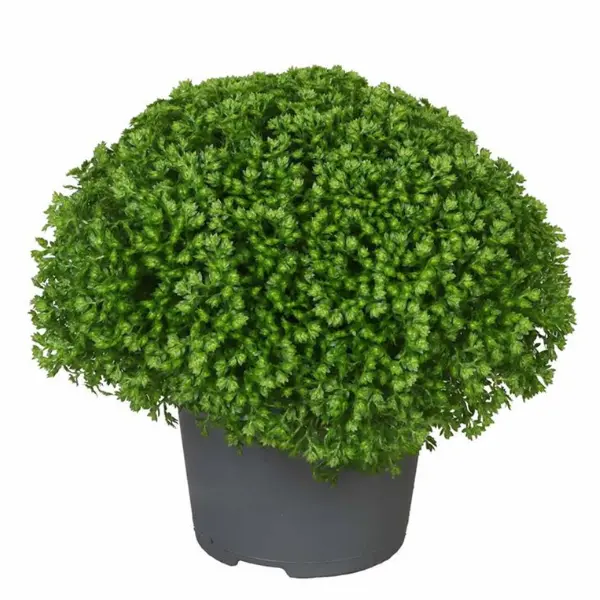 ... Alte plante de interior - Selaginella Apoda în ghiveci - frunziș verde strălucitor
