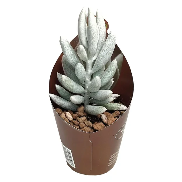 ... Alte plante suculente - Senecio haworthii Mont Blanc