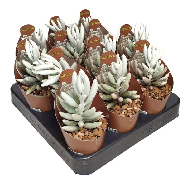 Senecio haworthii Mont Blanc [1]
