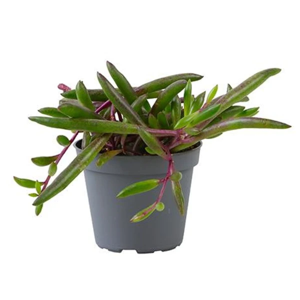 Suculente - Senecio herreianus 'Purple Flush'