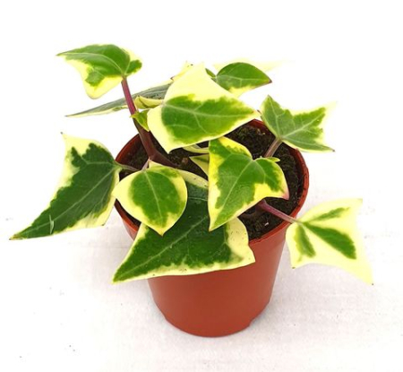 Senecio - Senecio macroglossus Variegatus - suculenta volubila cu frunzis variegat crem-verde si flori galbene