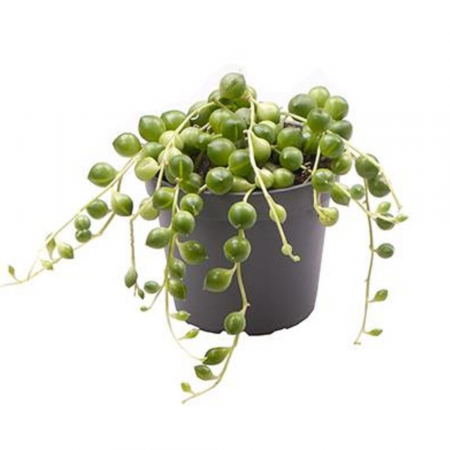 Suculente - Senecio rowleyanus