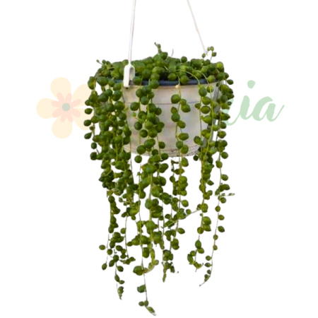 New arrivals - Senecio rowleyanus — pendant stems with green spherical pearls, Ø6cm pot Eufloria