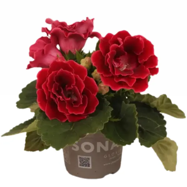 ... Alte plante de interior - Sinningia 'Sonata Red'