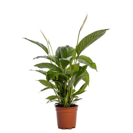 Plante pentru birou - Spathiphyllum BINGO CUPIDO D19cm