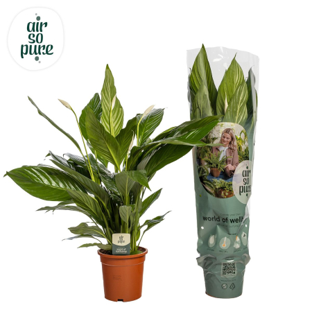 Plante pentru birou - Spathiphyllum BINGO CUPIDO - Peace Lily