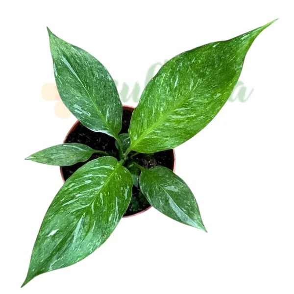 Spathiphyllum 'Diamond' – Crin al Păcii Variegat Purificator de Aer [1]