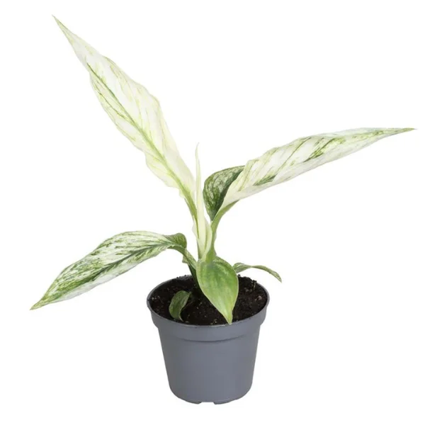 Noutăți - Spathiphyllum 'Sensation'