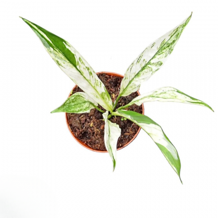 Plante speciale - Spathiphyllum 'Snow Feather'