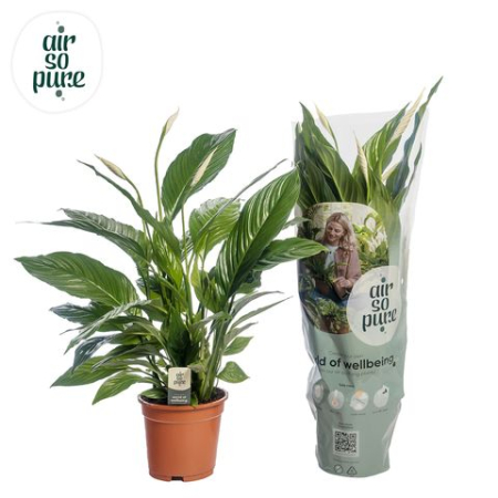 Plante pentru birou - Spathiphyllum Vivaldi - Peace Lily