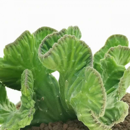 Stapelia leendertziae cristata [2]