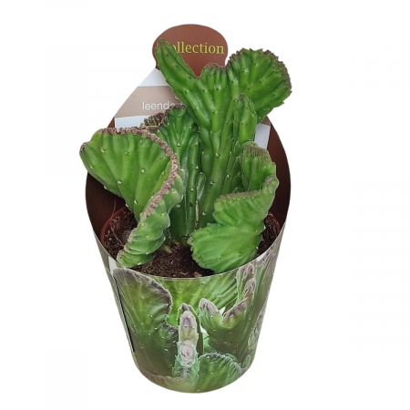Suculente - Stapelia leendertziae cristata
