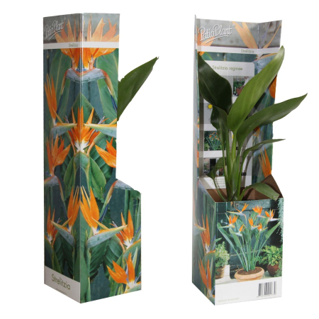 Strelitzia reginae (Pasărea paradisului) D9cm [2]