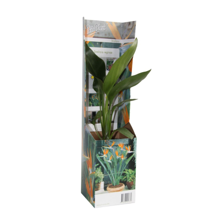 Strelitzia reginae (Pasărea paradisului) D9cm [1]