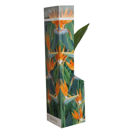 Plante înflorite - Strelitzia reginae (Pasărea paradisului) D9cm