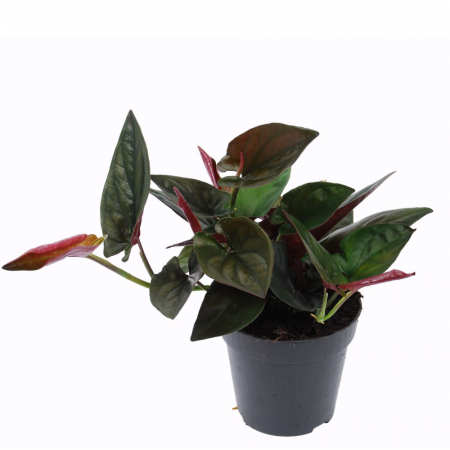 Syngonium - Syngonium Erythrophyllum 'Red Arrow'