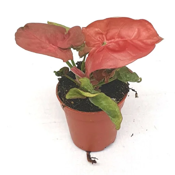 Plante speciale - Syngonium 'New Dew'