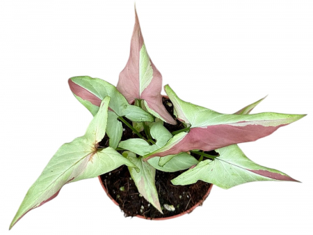 Syngonium 'Orm Nagpum Variegata' [1]