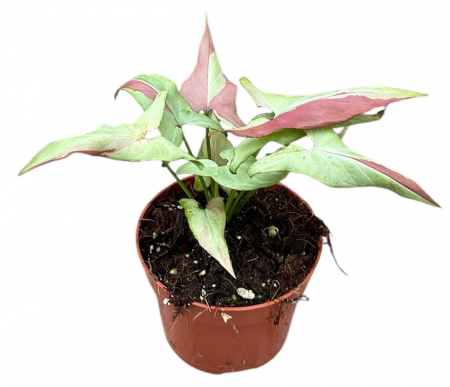 Plante speciale - Syngonium 'Orm Nagpum Variegata'
