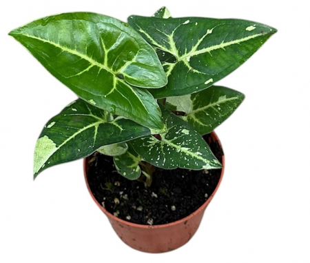 Syngonium - Syngonium 'Panda'