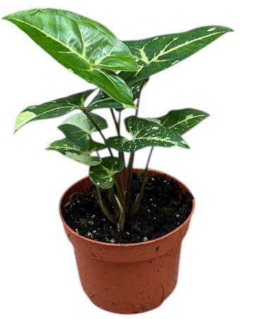 Syngonium 'Panda' [1]