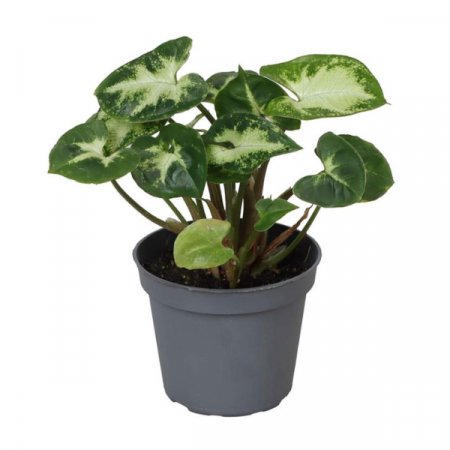 Syngonium - Syngonium Pixie în ghiveci - frunze verzi cu alb