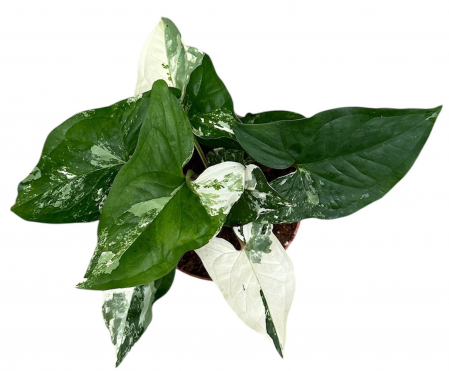 Syngonium - Syngonium podophyllum 'Albo Variegatum'