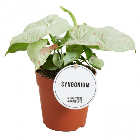 Ușor de întreținut - Syngonium podophyllum Milk Confetti