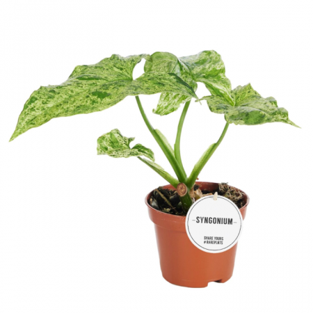 Ușor de întreținut - Syngonium podophyllum Mottled Mojito