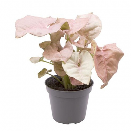 Syngonium - Syngonium podophyllum 'Neon'