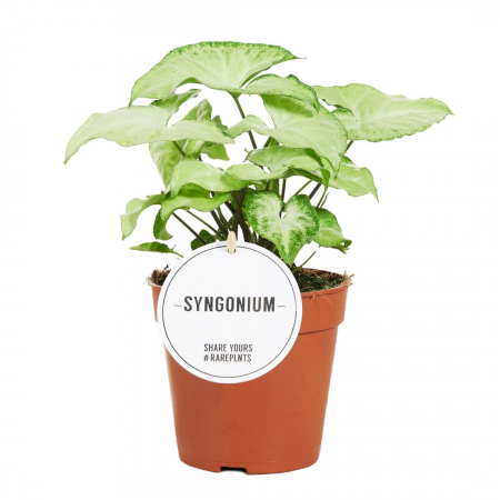 Ușor de întreținut - Syngonium White Butterfly