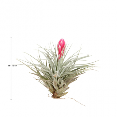 Tillandsia - Tillandsia 'Cotton Candy'