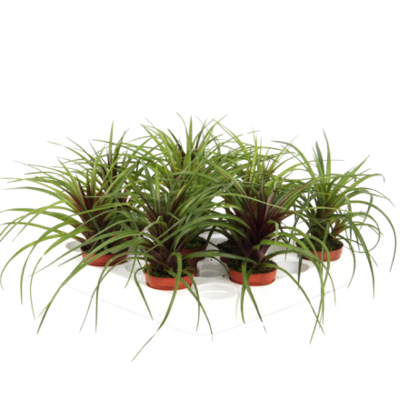... Alte plante de interior - Tillandsia Anita în ghiveci – spic roz, frunze verzi subțiri