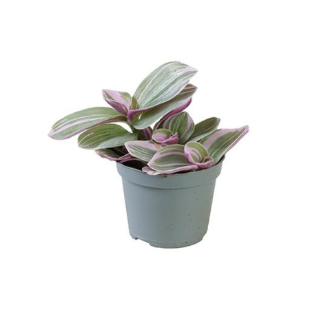 Plante speciale - Tradescantia cerinthoides SWEETNESS D6cm — frunze catifelate argintii