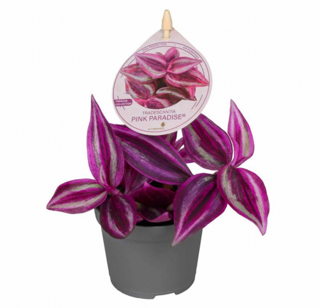 ... Alte plante suculente - Tradescantia 'Pink Paradise'
