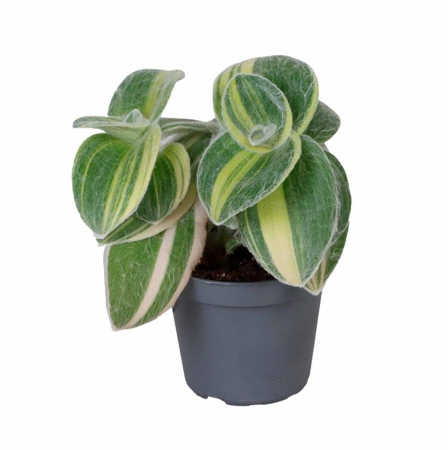 Plante speciale - Tradescantia sillamontana 'Variegata' D6cm — plantă lânoasă variegată