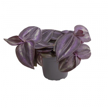 ... Alte plante de interior - Tradescantia zebrina 'Purple Joy'