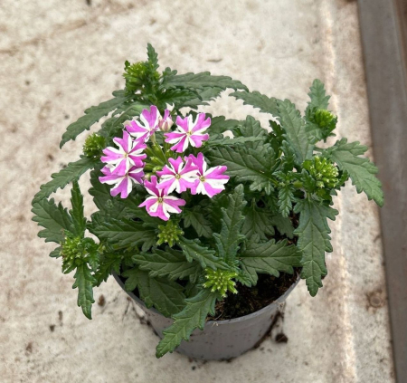 Plante înflorite - Verbena VEGAS DEEP VIOLET D10.5cm — flori violet intens