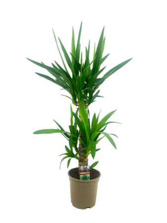 Plante pentru birou - Yucca elephantipes - Palmierul Yucca, plantă de interior rezistentă