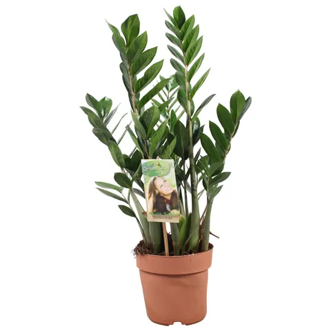 Plante pentru birou - Zamioculcas zamiifolia
