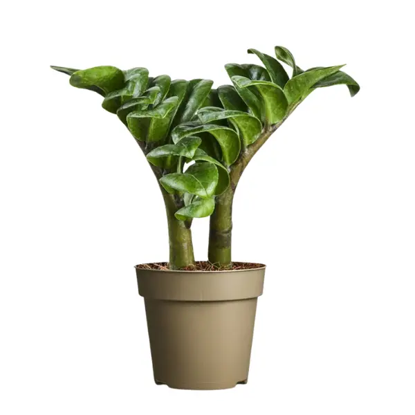 Ușor de întreținut - Zamioculcas zamiifolia 'Zenzi'