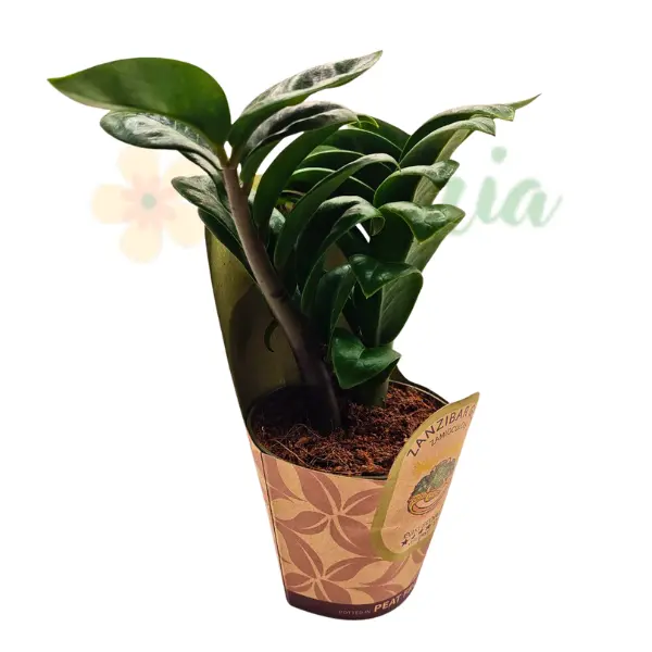 Zamioculcas zamiifolia 'Zenzi' [3]