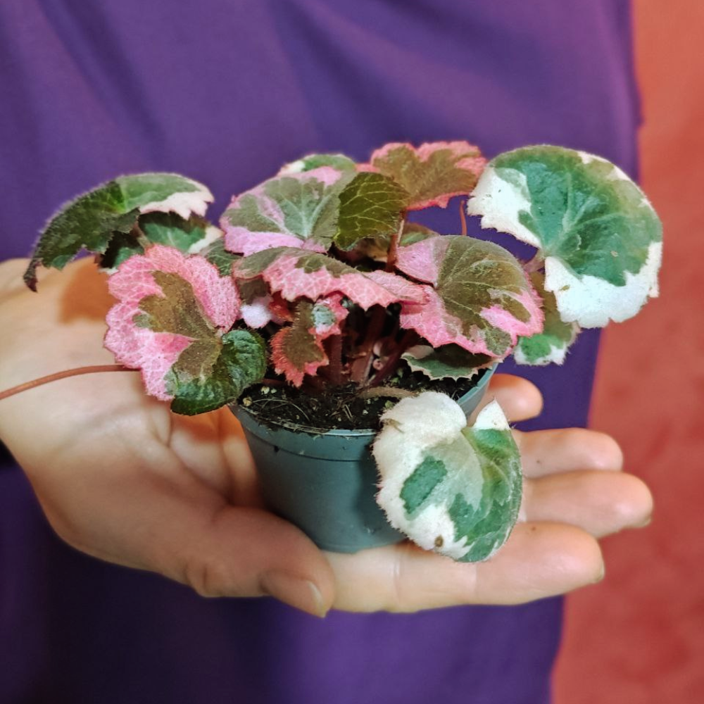 Saxifraga stolonifera 'Tricolor' — begonia-căpșună variegată