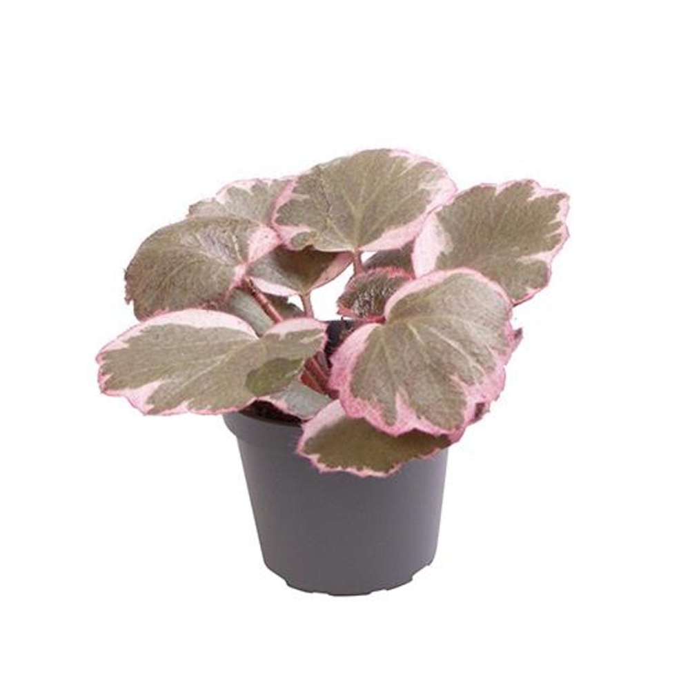 Saxifraga stolonifera 'Tricolor' — begonia-căpșună variegată