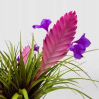 tillandsia anita