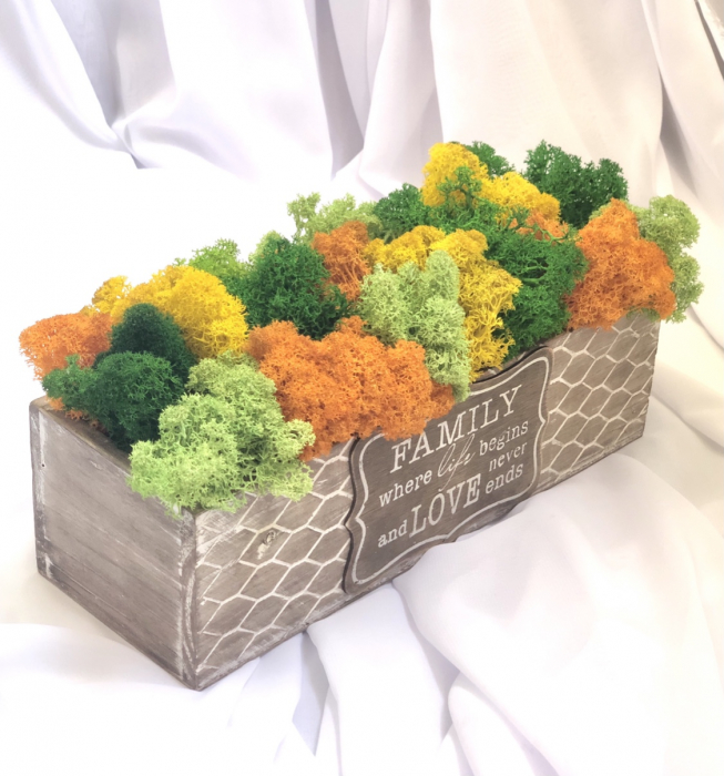 Aranjament floral personalizabil cu licheni stabilizati in cutie cadou, Eventissimi, Multicolor [3]