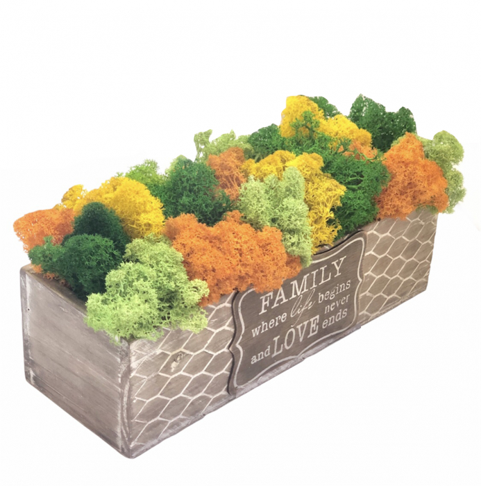 Aranjament floral personalizabil cu licheni stabilizati in cutie cadou, Eventissimi, Multicolor [1]