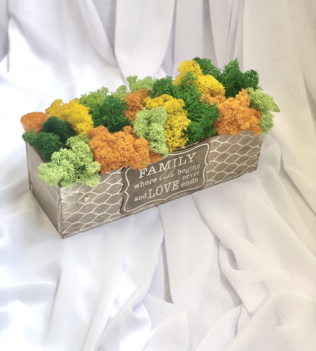 Aranjament floral personalizabil cu licheni stabilizati in cutie cadou, Eventissimi, Multicolor [2]