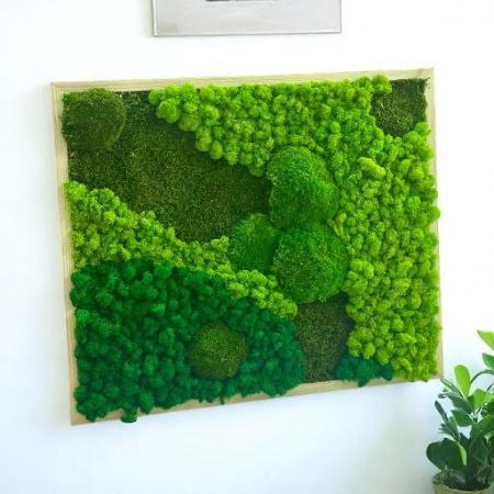 Tablou cu muschi bombati, muschi plati si licheni stabilizati 64x53 cm [2]